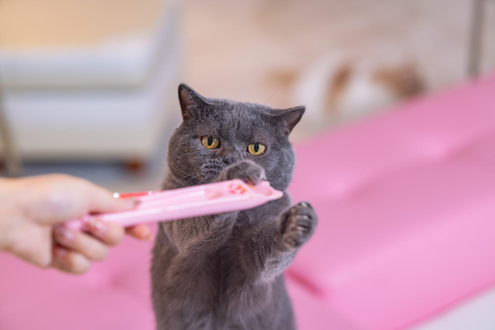 ピンク色のちゅーるに両前足を立てて食いつこうとするグレーのブリティッシュショートヘア