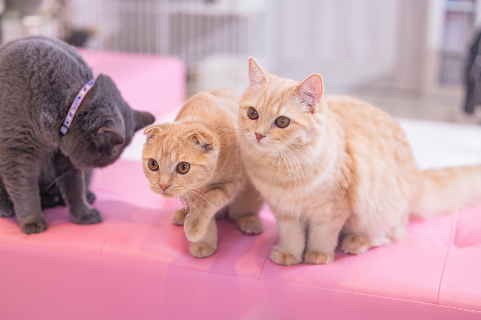 ピンク色の床でカメラを見つめる3匹のスコティッシュフォールドの子猫