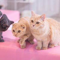 ピンク色の床で遊ぶ仲良しのスコティッシュフォールドの写真