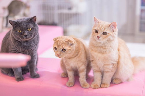 ピンクマットで食事待ちのにゃんこ3匹、スコティッシュフォールドと姉妹猫