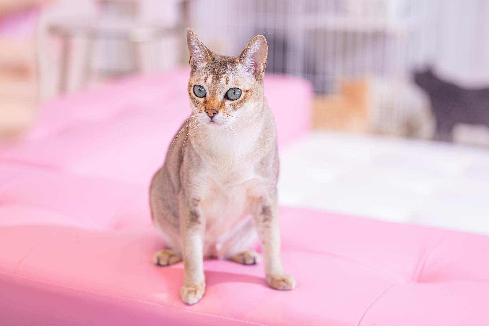 ピンク色の床に立ち、正面を向くシンガプーラの子猫。青い瞳でカメラを見つめている