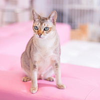 ピンク色の床に立つシンガプーラ、青い瞳でカメラを見つめる子猫の写真