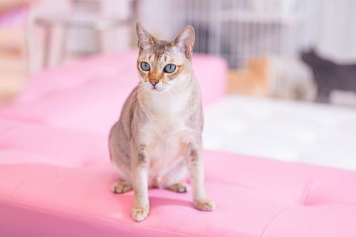 ピンク色の床に立つシンガプーラ、青い瞳でカメラを見つめる子猫