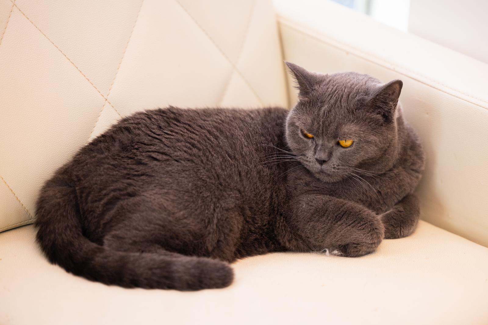 クリーム色のソファーに横たわり、黄色い瞳で前方を見つめるグレーの猫
