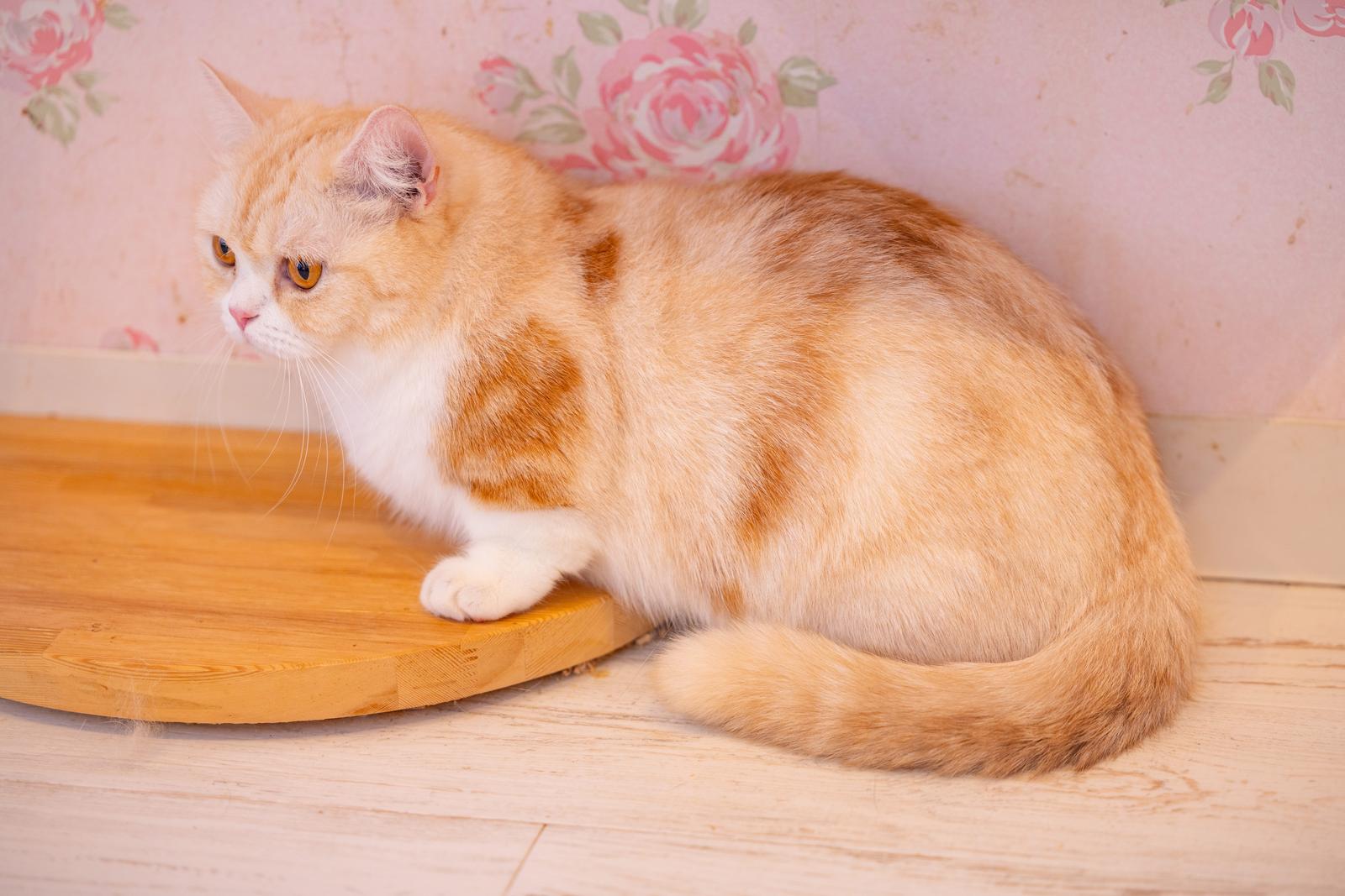 木製プレートの上で休むマンチカンの猫、茶トラ白の毛色、短い脚が特徴