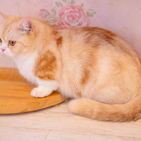 木製プレートで休むマンチカン、短足の茶トラ白猫の写真