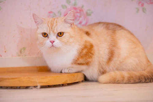 琥珀色の瞳で見つめるマンチカン、短足で横たわる姿