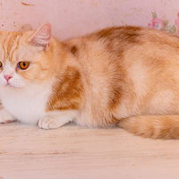 黄金色の瞳を持つオレンジ白マンチカンの横向き姿の写真