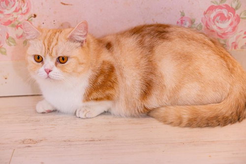 黄金色の瞳を持つオレンジ白マンチカンの横向き姿