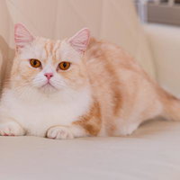 愛嬌のある短足猫ちゃんマンチカンの写真