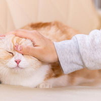 いいこいいこされて気持ちよさそうなマンチカン（猫）の写真