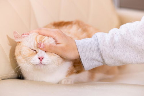 いいこいいこされて気持ちよさそうなマンチカン（猫）