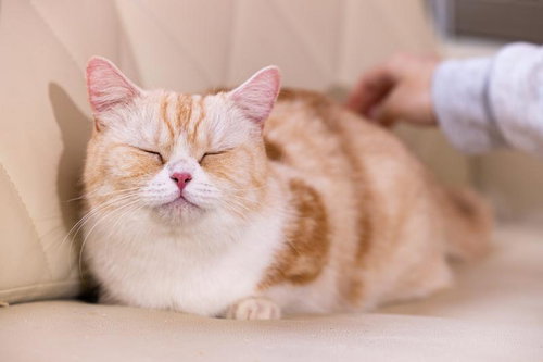 気持ちよさそうな表情で目を閉じるマンチカン