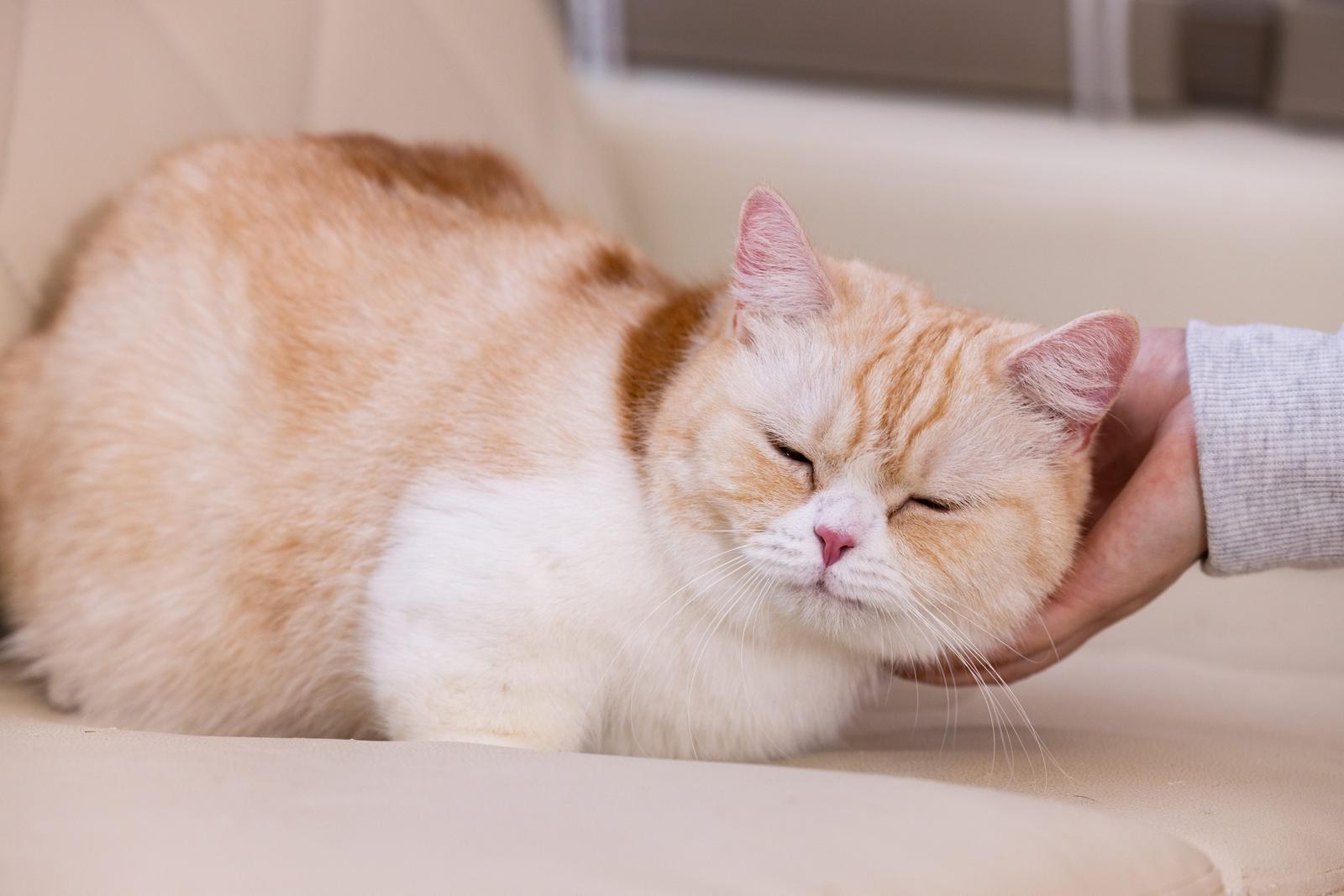 人間の手に甘えてゴロゴロするマンチカン。茶トラ白の毛並み。