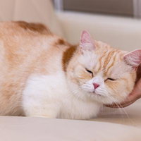 ゴロゴロ気持ちいマンチカン、人間の手に甘えるの写真