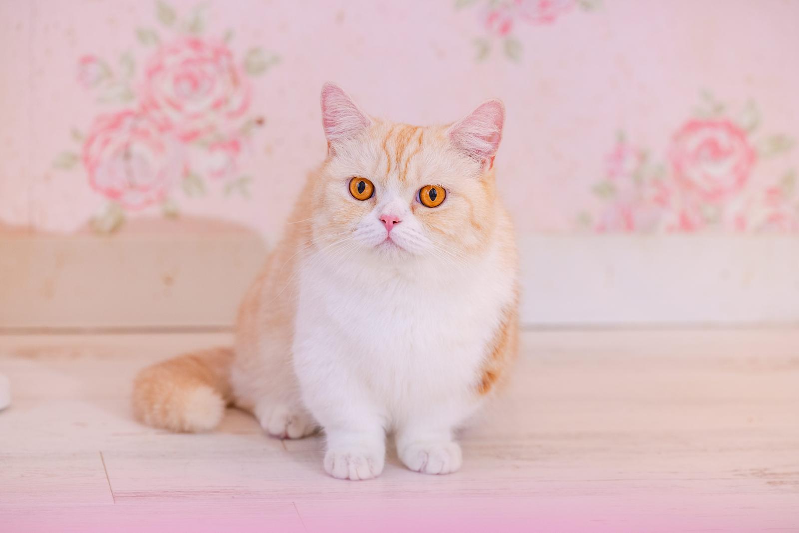 オレンジと白のマンチカンが琥珀色の瞳でキョトンと正面を見つめている