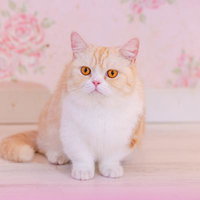 キョトンとするマンチカンの顔、オレンジ白の短足猫の写真