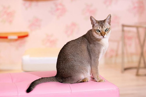 ピンクのソファーに座り見つめるシンガプーラ