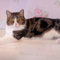 薄ピンクのバラ柄背景で見つめるキジトラ白の猫ちゃんの写真