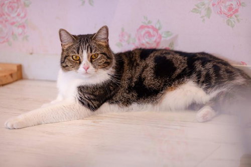 薄ピンクのバラ柄背景で見つめるキジトラ白の猫ちゃん