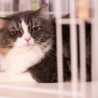 猫「それ本気で言っているの？」の写真