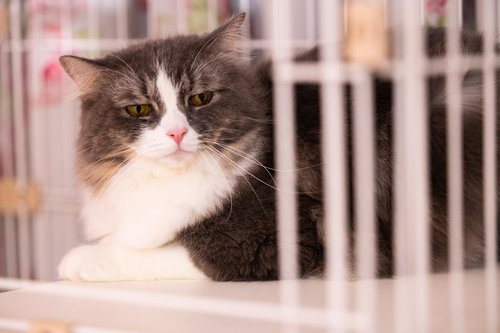 猫「それ本気で言っているの？」