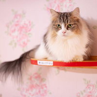 赤いリボン付きキャットステップに座るキジシロ猫の写真