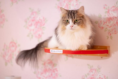 赤いリボン付きキャットステップに座るキジシロ猫