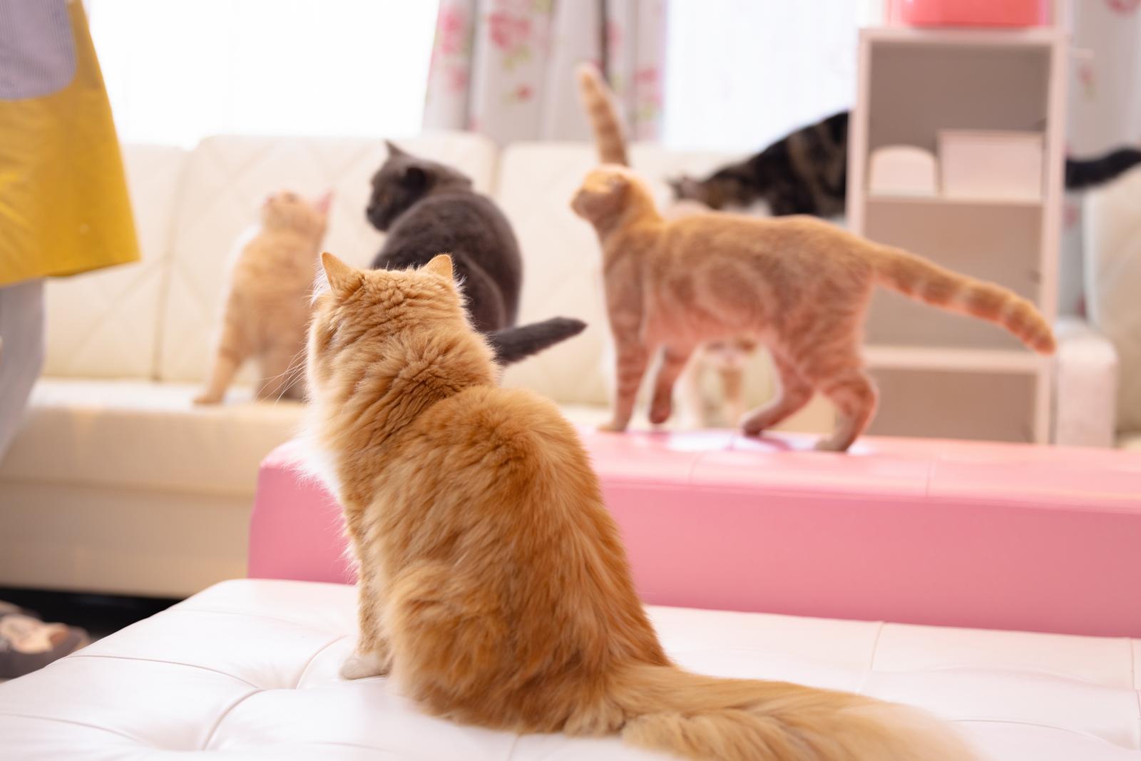 猫カフェで遊ぶ茶トラと黒猫の複数の猫たち