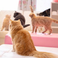 猫カフェで騒がしいにゃん - 複数の猫が遊ぶ様子の写真