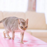 ちょっとそこ通りますよピンクのソファーを歩くシンガプーラの写真