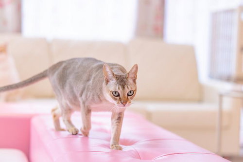 ちょっとそこ通りますよピンクのソファーを歩くシンガプーラ