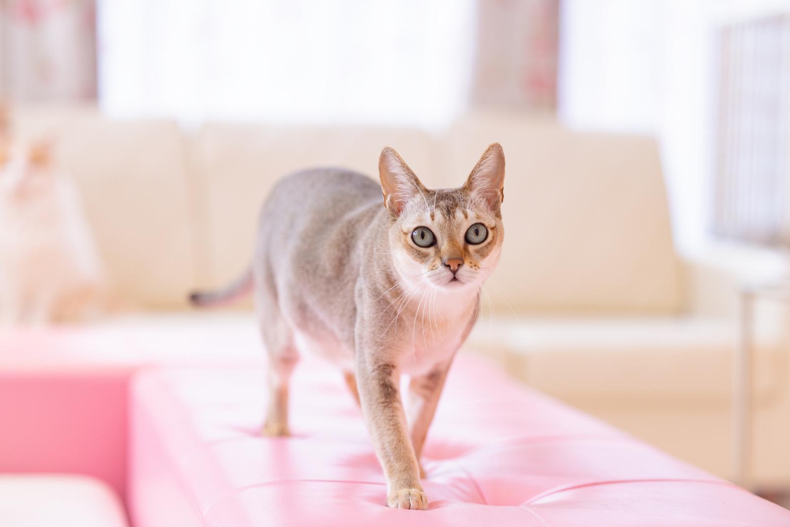 薄茶色と白のタビー模様のシンガプーラ猫が、ピンク色のクッションの上を歩きながら正面を向いている