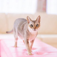 ピンク色のクッションの上を歩くシンガプーラ猫の写真