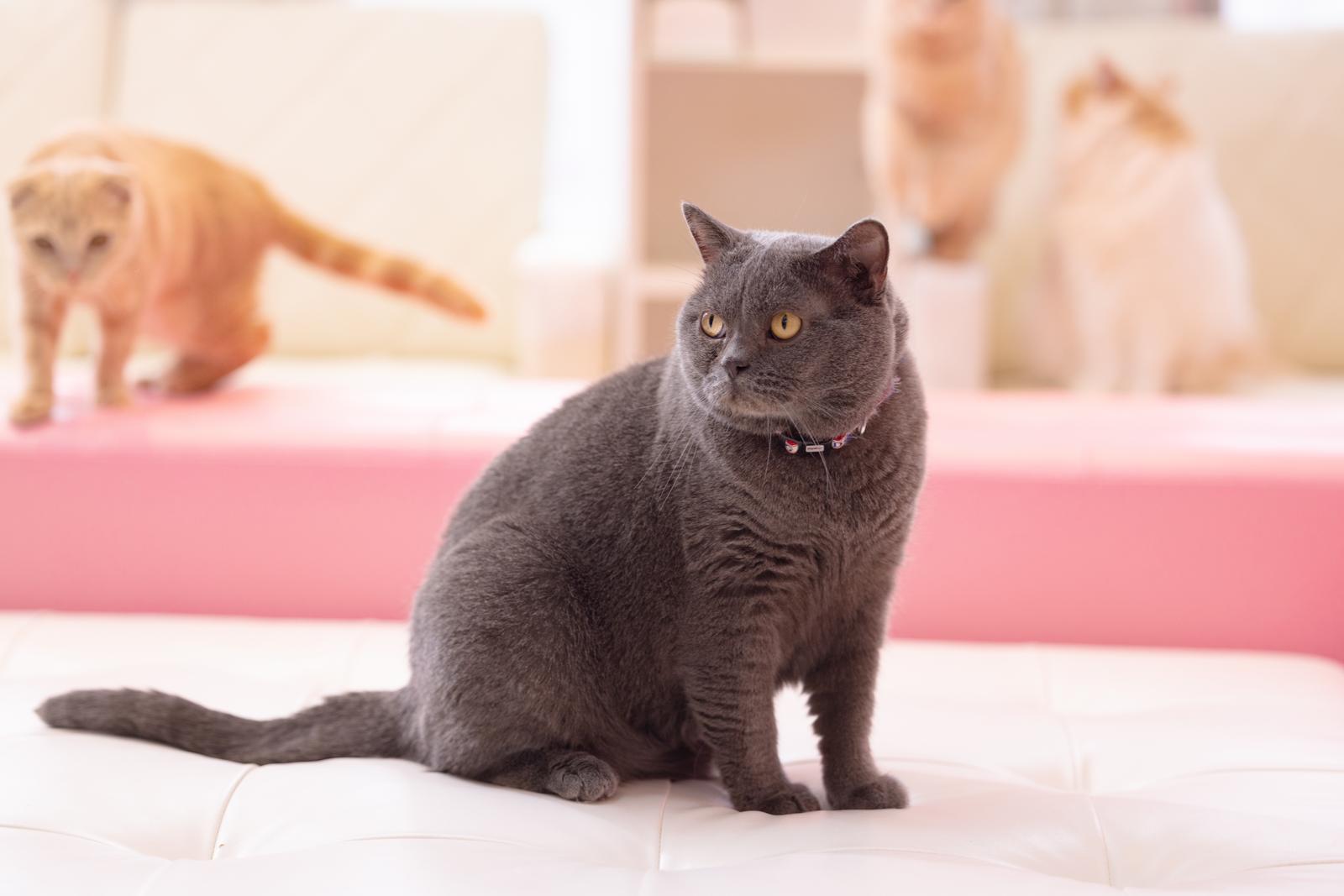 ピンクのカーペットの前で座る首輪をつけた黒猫が黄色い瞳で振り返っている