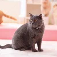 えっ、今呼ばれた？（黒猫）ピンクのカーペットで振り返るの写真