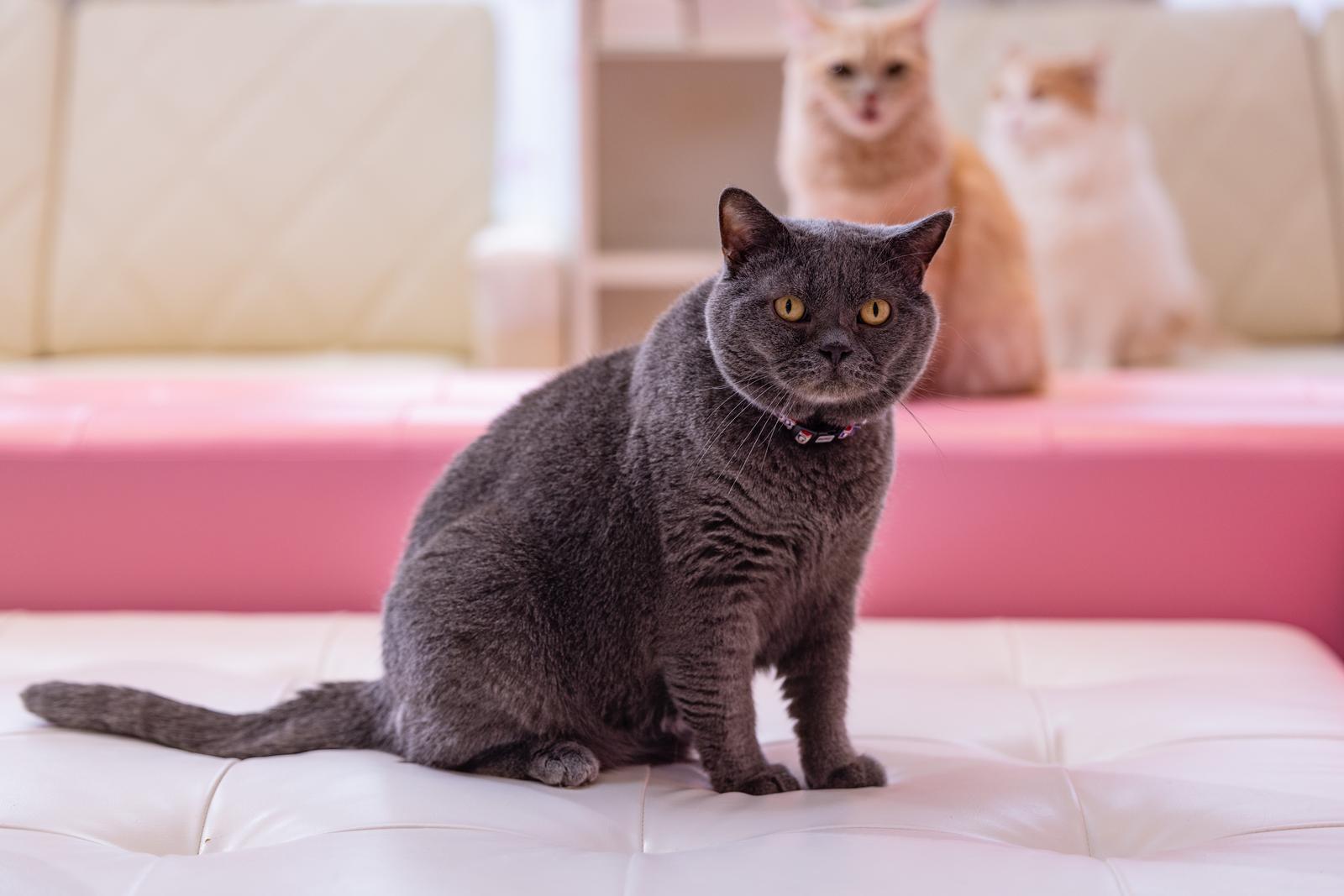 猫カフェのソファーに座り、カメラを見つめるグレーのブリティッシュショートヘア
