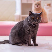 猫カフェでくつろぐブリティッシュショートヘアの灰色猫の写真