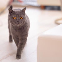 ちょっとそこ通りますよ（黒猫）黄色い瞳の家猫の写真