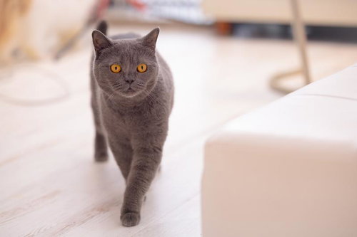 ちょっとそこ通りますよ（黒猫）黄色い瞳の家猫