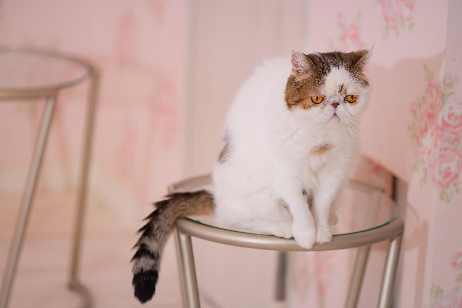 椅子に座って見下ろすエキゾチックショートヘアの猫
