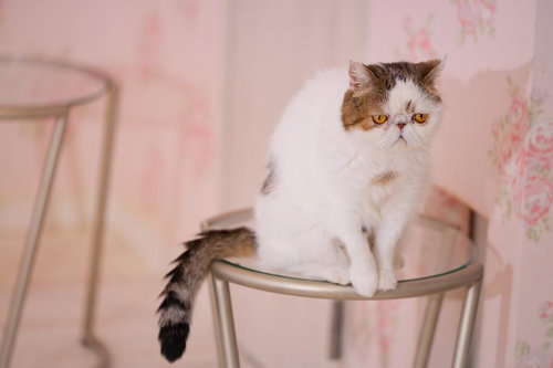 反省中のエキゾチックショートヘア（猫）