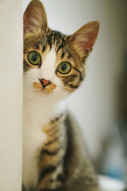 室内の柱の陰から覗くキジ白猫