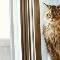 叱られるのを怖がって振り返る猫の表情の写真