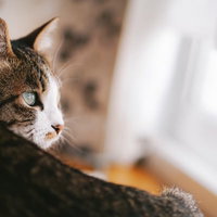 自然光の入る部屋でくつろぐキジ白猫の写真