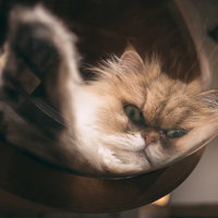 透明なアクリルドームの中でくつろぐ茶白の猫の写真