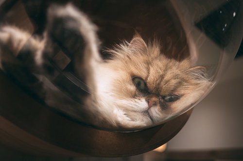 透明なアクリルドームの中でくつろぐ茶白の猫