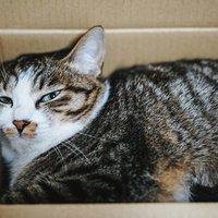 ダンボールでくつろぐキジトラ猫の写真