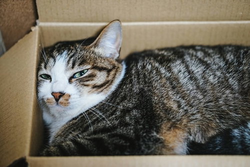 ダンボールでくつろぐキジトラ猫