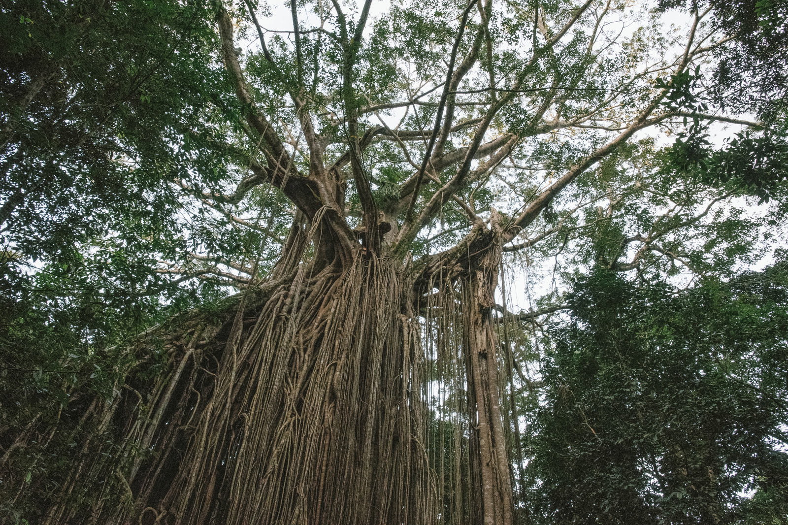 太い幹から気根が垂れ下がる巨大な樹木を下から見上げた構図